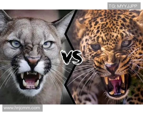 来昂与美洲狮的实力对决谁将赢得这场动物王国的巅峰之战 来昂与美洲狮的实力对决谁将赢得这场动物王国的巅峰之战